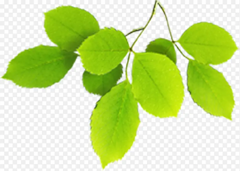 ��ɫ��ˬ��Ҷ������֦���-������