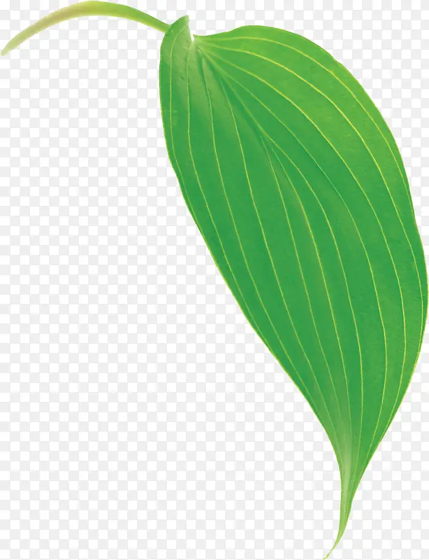 ��ɫʱ���ֻ���Ҷ-������