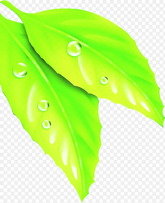 ��ɫʱ��¶����Ҷ-������