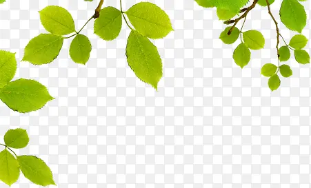 ��ɫ��ˬ��Ҷ��֦����-������