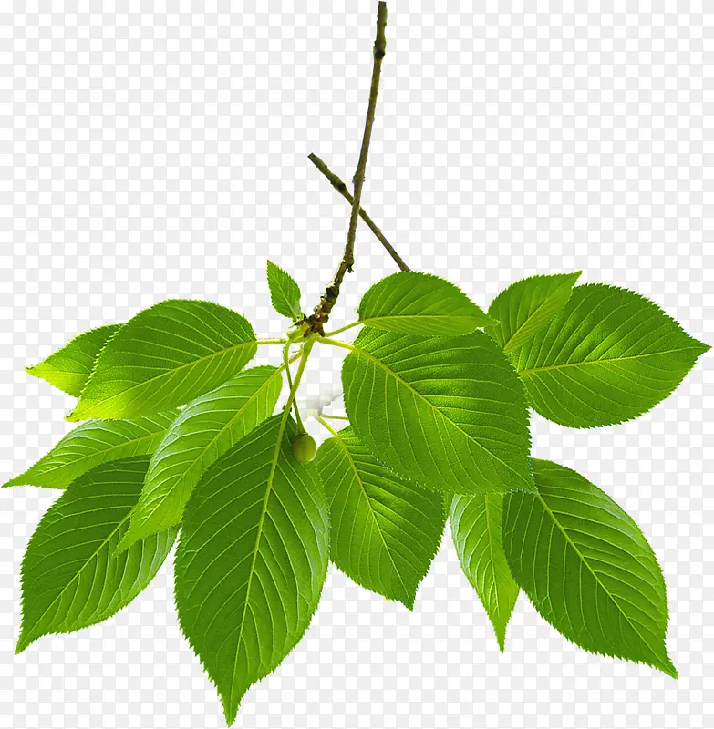 ��ɫ��ͨ������Ҷ������֦-������