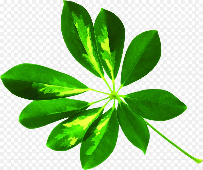 ��ɫ��ˬˮ����Ҷ-������