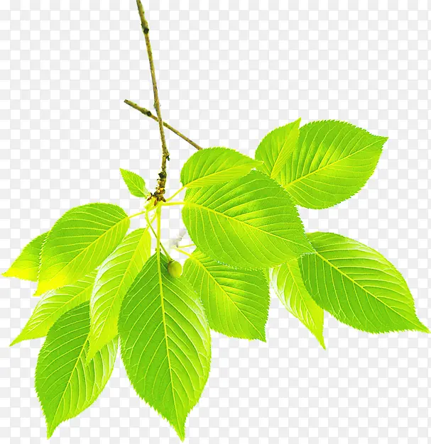 ��ɫ��Լ��Ҷ��֦����-������