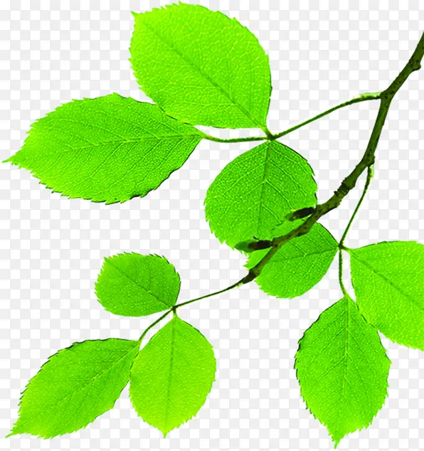 ��ɫ��Լ��Ҷ��֦-������