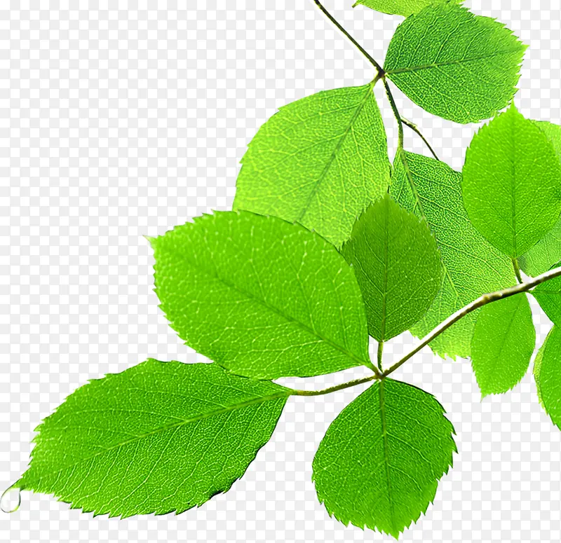 ��ɫ������ˬ��Ҷ��֦-������