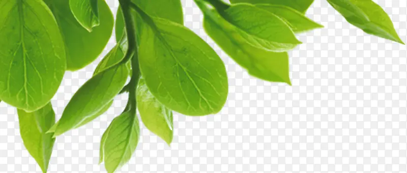 ��ɫʱ����Ҷ����-������