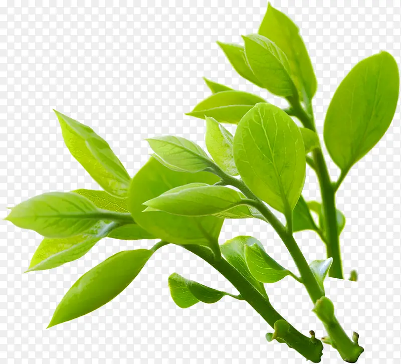 ��ɫʱ�д�����Ҷ����-������