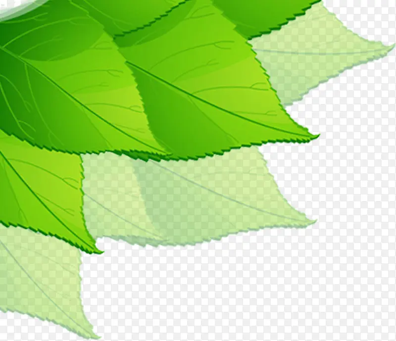 ��ɫʱ����Ҷ������ͨ-������