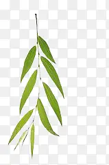 ��֦-������