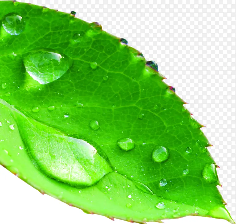 ������Ӱ��ɫ����Ҷ����¶��-������