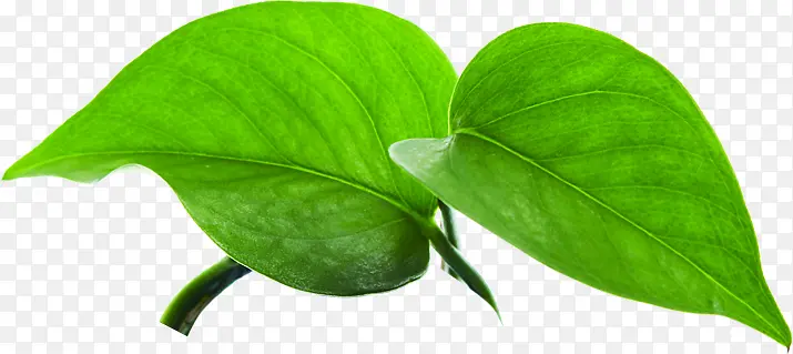 ��ɫˮ����Ҷ����-������