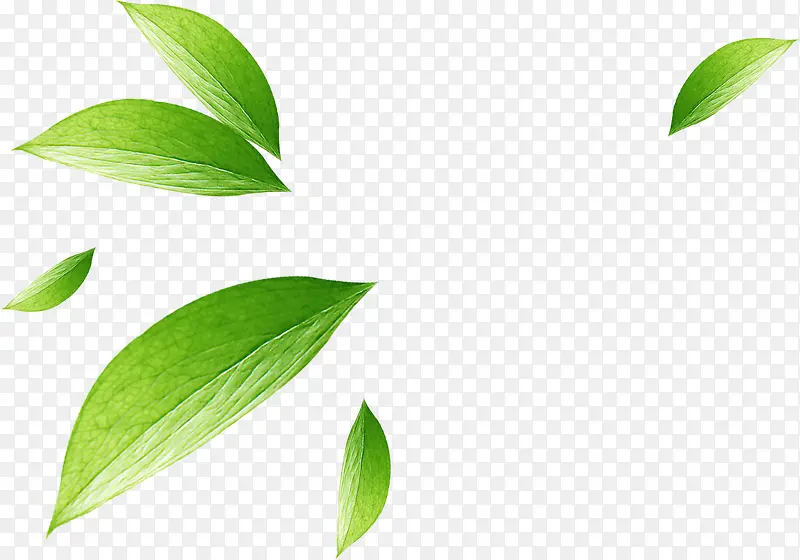 ��ɫˮ����ҶƯ��-������