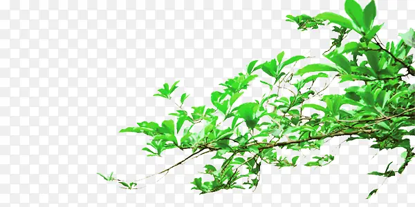 ��ɫ����֦-������