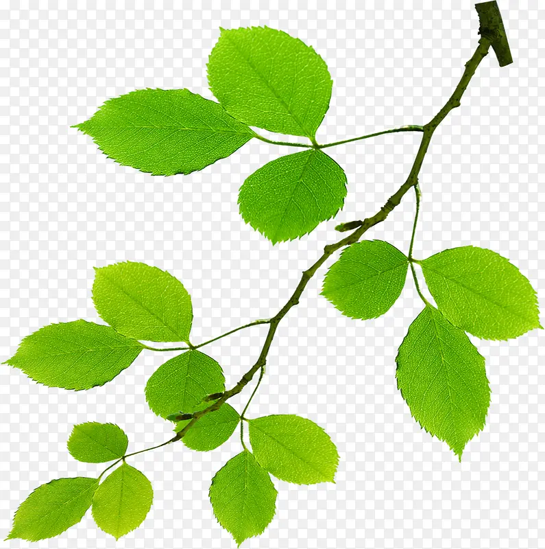 ��ɫ��֦��Ҷ����-������