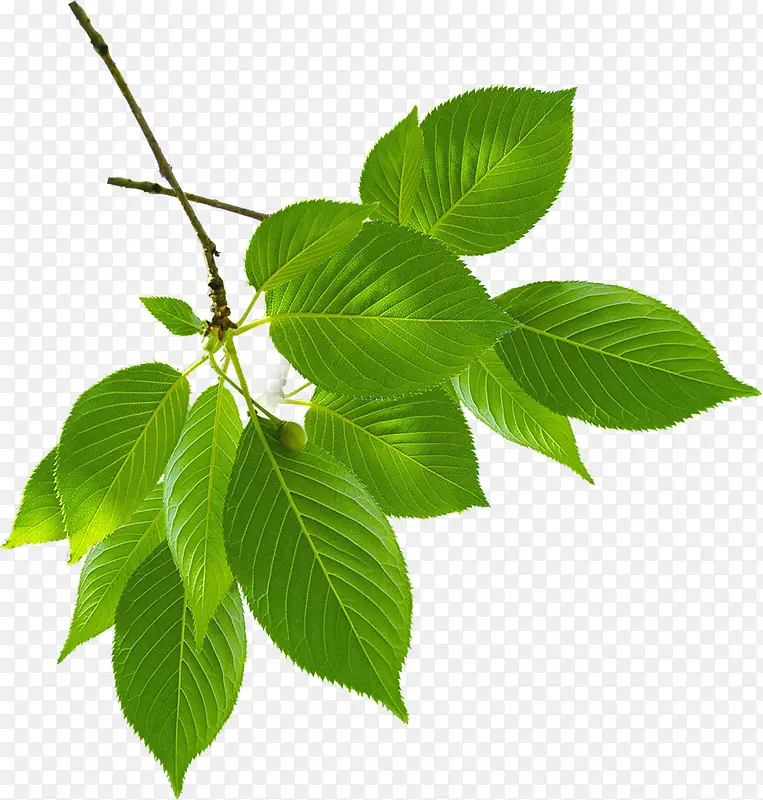 ��ɫ��Ҷ��֦��������-������