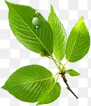 ��ɫҶ����֦ˮ��-������