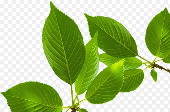 ������Ӱ������ɫ����Ҷ-������