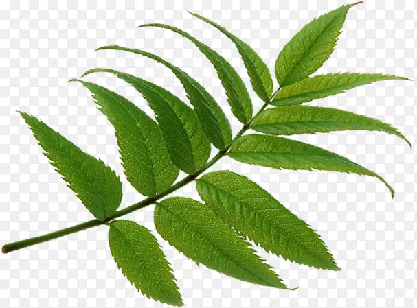 ��Ӱ��ɫ���ʵ���Ҷ-������