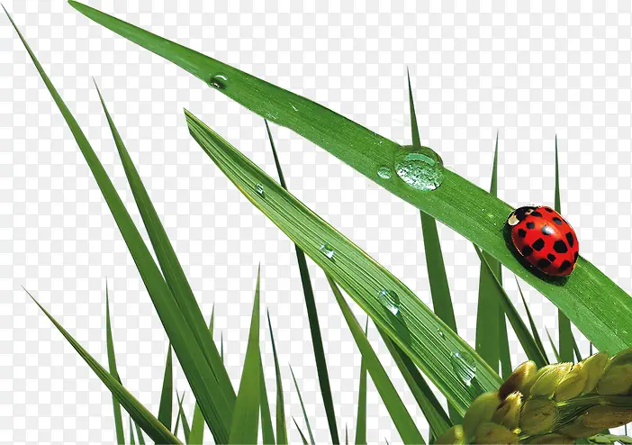 ������Ҷˮ������-������