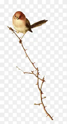 С����֦png�ز�-������