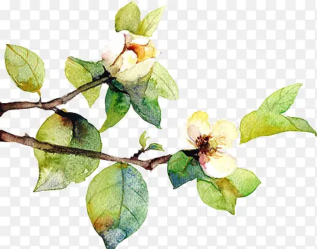 ��ɫֲ���ɫС��-������