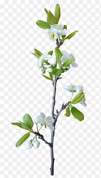 ��ɫΨ��С��װ��-������