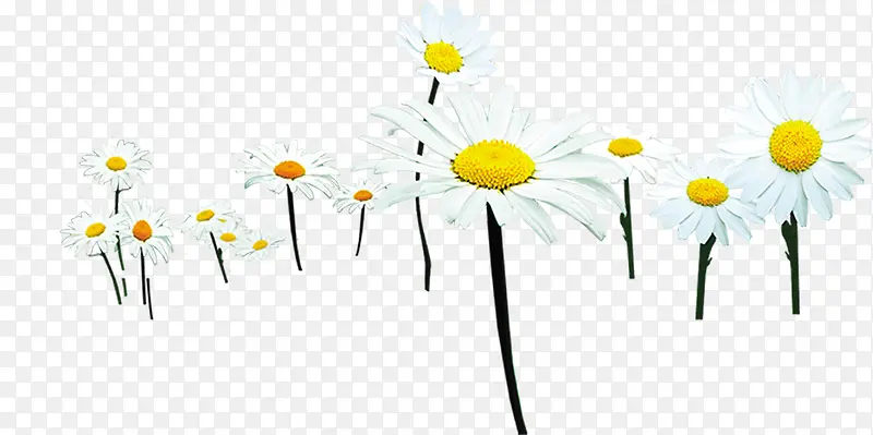 ��ɫ�ɰ�С������-������