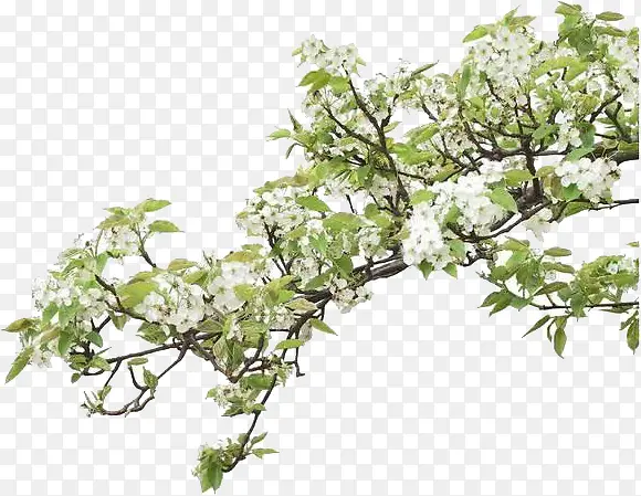 ��ɫ����С����֦װ��-������