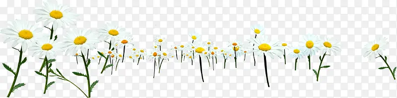 ��ɫΨ��С���ݵ�-������