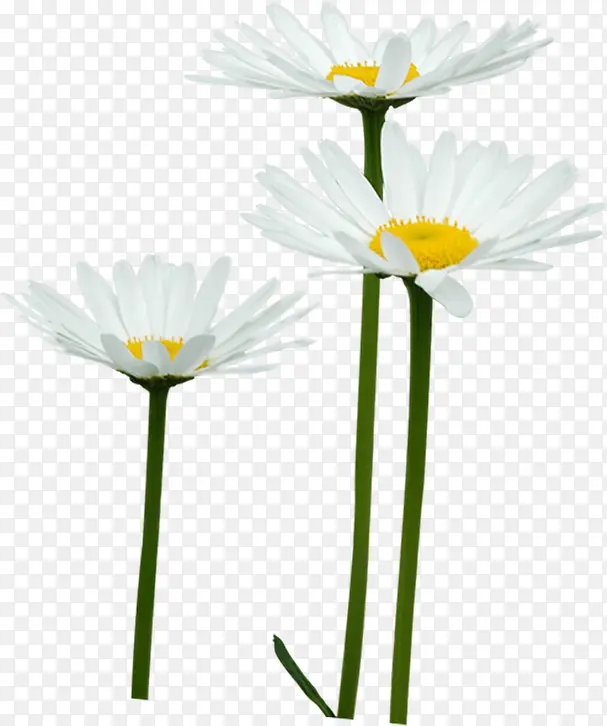 ��ɫС���羰װ��-������