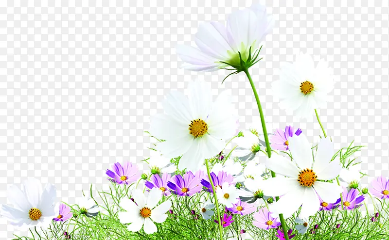 ��ɫҰ������С��-������