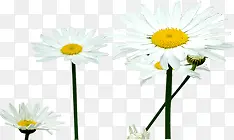 ������ɫС����Ȼ-������