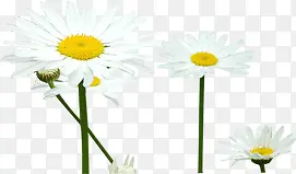 �����ɫС��װ��-������