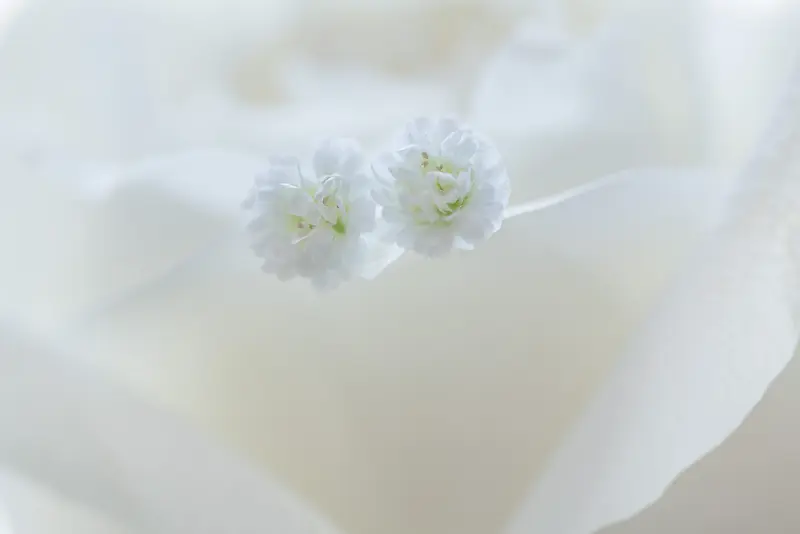 ��ɫ��ԼС��˿��-������