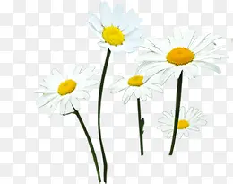 ��ɫС����Ƹ����-������