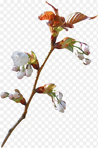 ����͸����ɫС��-������