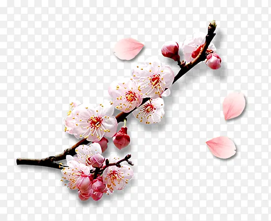 ��ɫС������-������