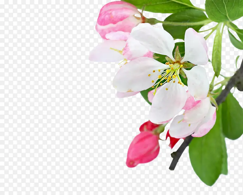 ��Ҷ��ɫ��ɫС��-������