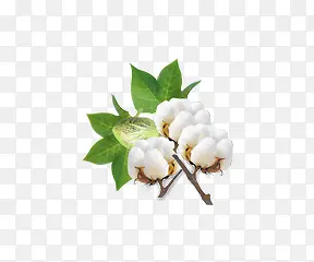 ��Ҷ��ɫС��-������