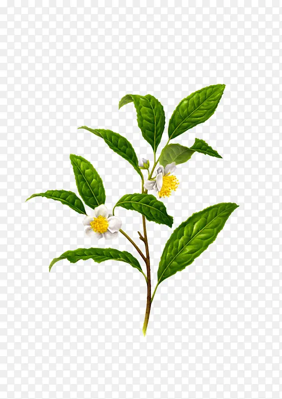 ������Ҷ��ɫС��-������