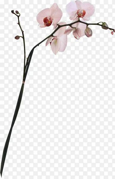 ��ɫС����֦-������