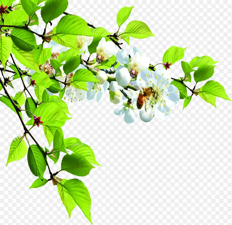 �����ɫС��ֲ��-������