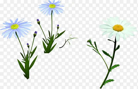 ���հ�ɫС��ֲ��-������