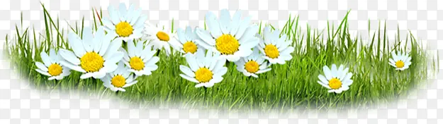 ��ɫС���ݵ�ֲ��-������