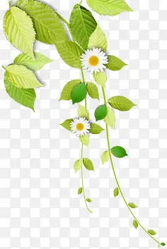 ��ɫΨ��С����Ҷ-������