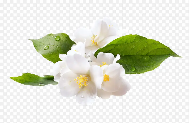 ���°�ɫС����Ҷ-������