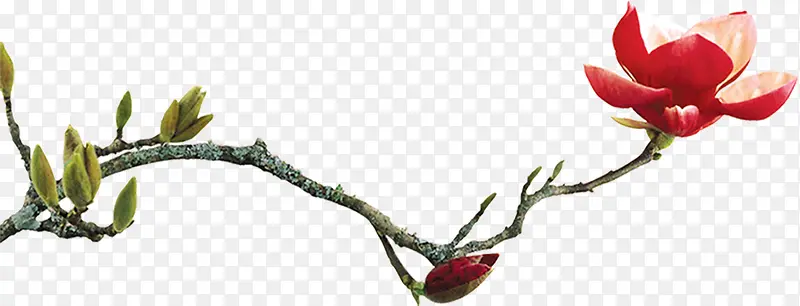 ��֦����ʢ����ɫ����-������