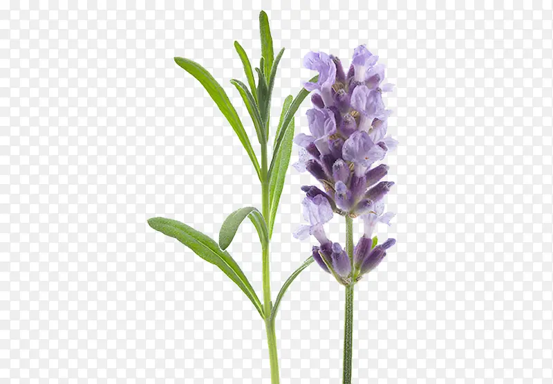 Ψ��޹�²�-������