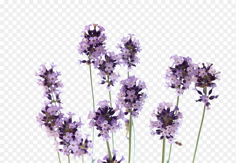 Ψ��޹�²�-������