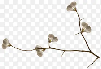 ��֦��ɫ������֦-������